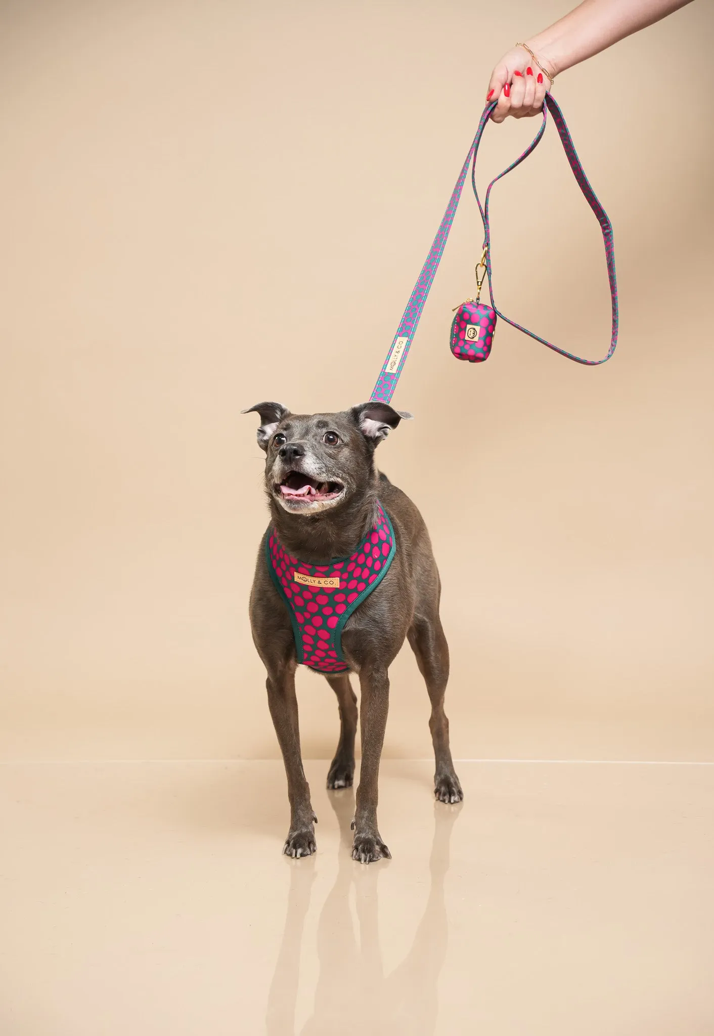 Polka Dogz - Walking Bundle